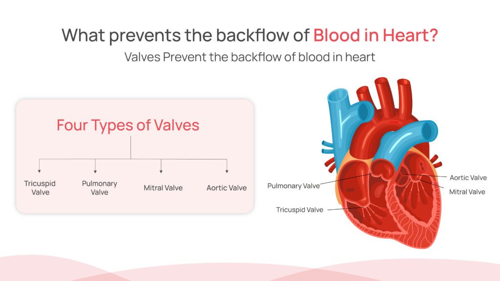 What prevents the backflow of blood in heart?