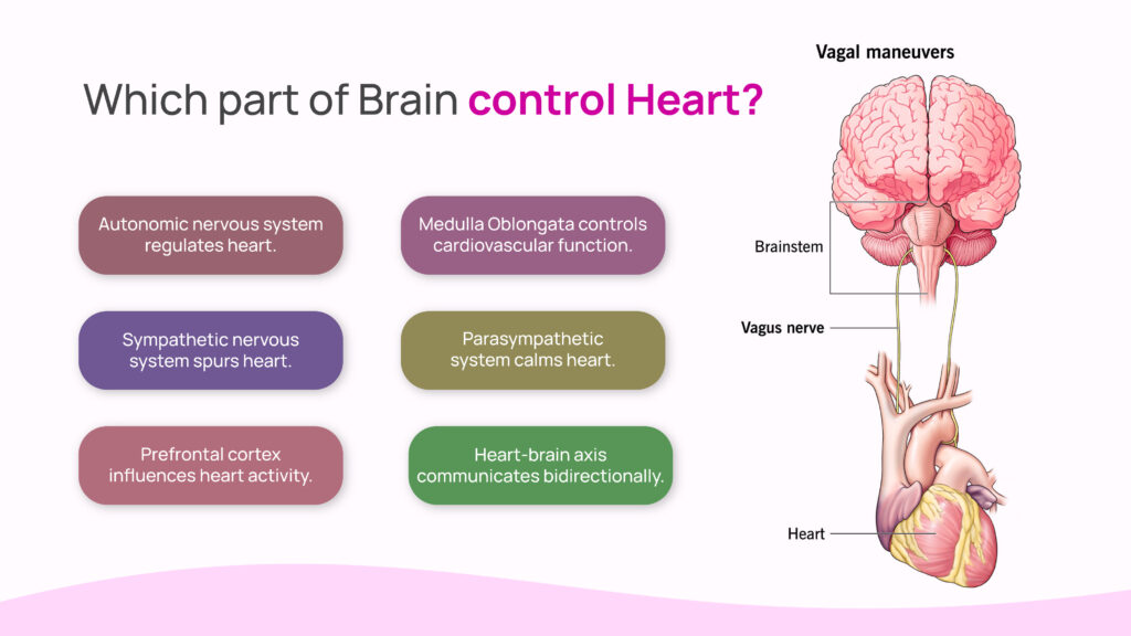 Which Part of Brain Control Heart?