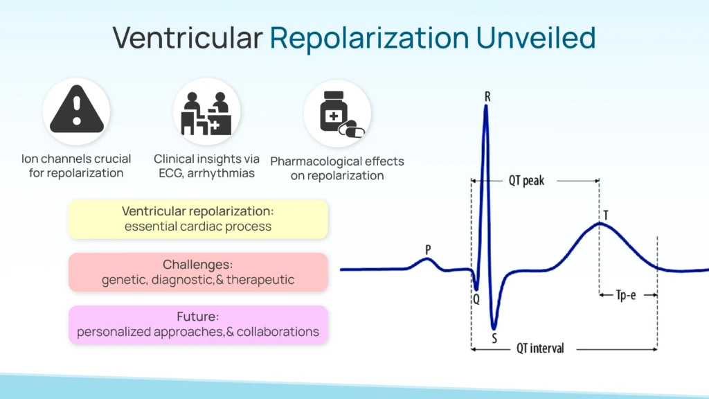 Ventricular Repolarization Unveiled