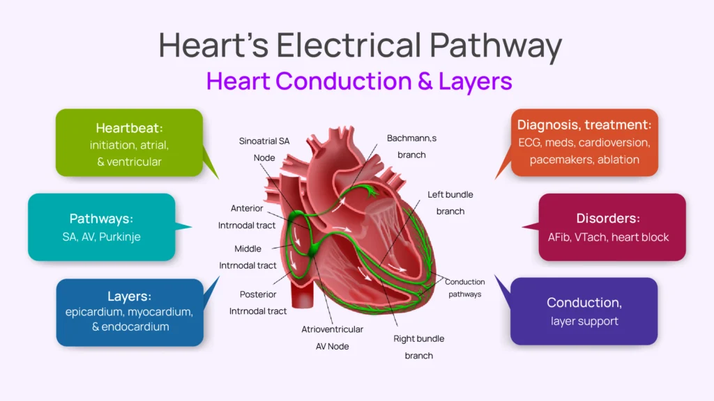 Heart's Electrical Pathway: Heart Conduction & Layers