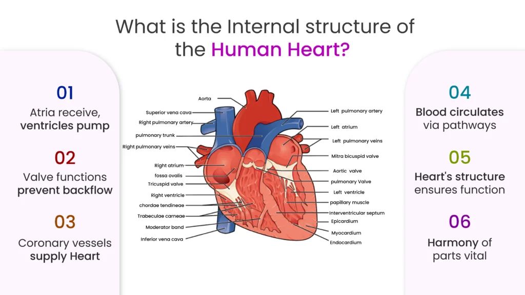 What is the Internal Structure of the Human Heart?