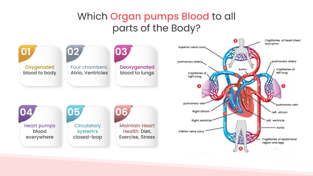 Which Organ pumps Blood to all parts of the Body?