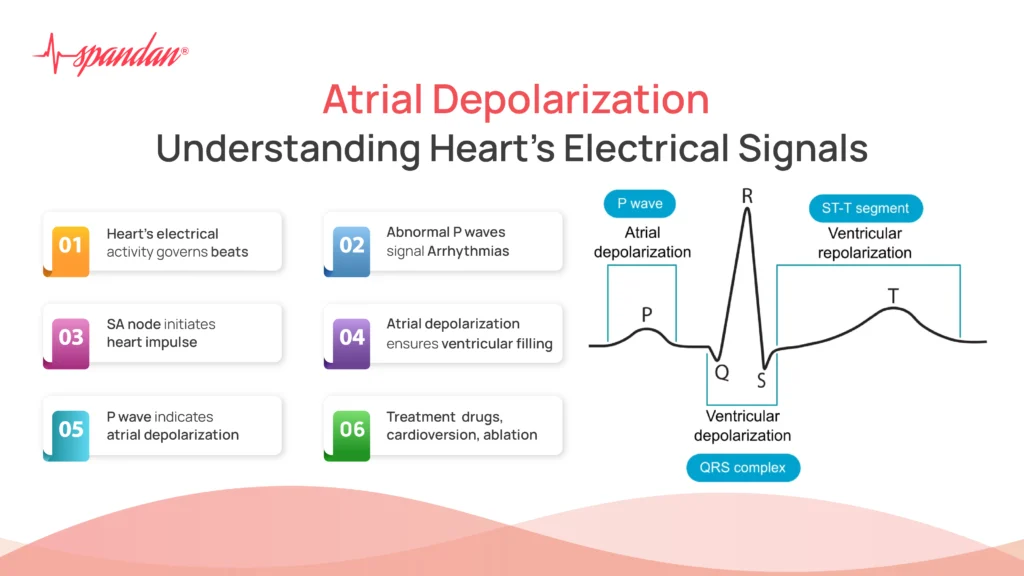 Atrial Depolarization: Understanding Heart's Electrical Signals
