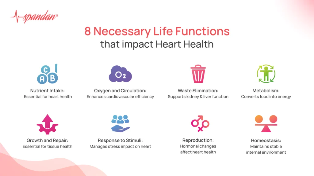 8 Necessary Life Functions That Impact Heart Health