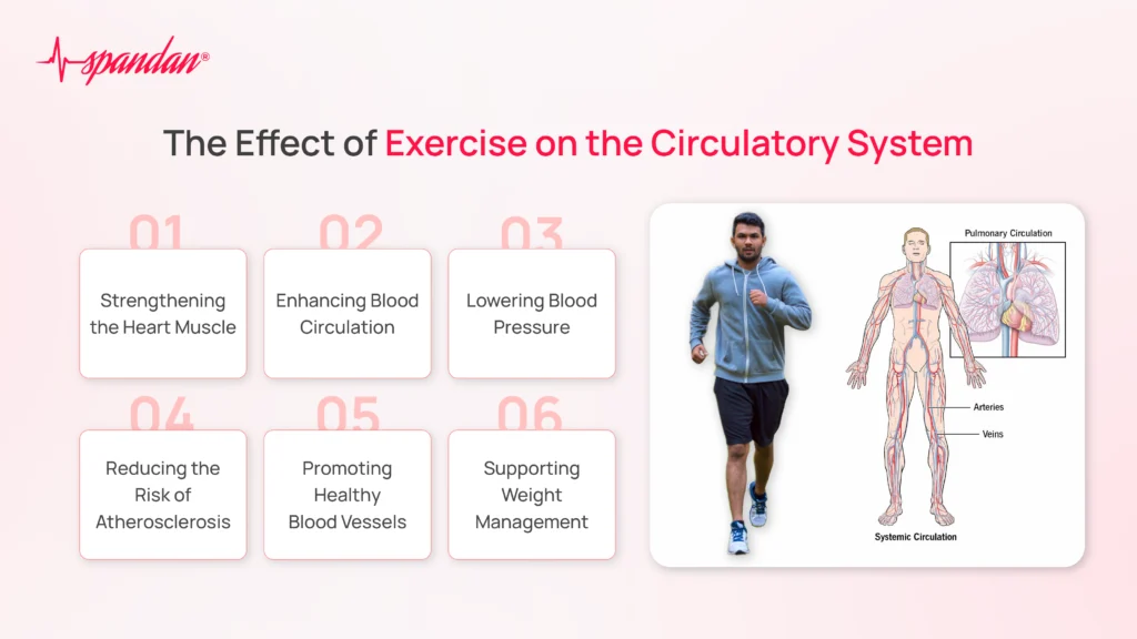 The Effect of Exercise on the Circulatory System