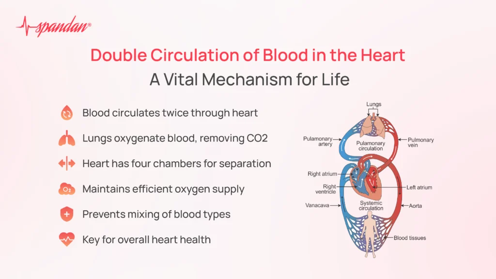 Double Circulation of Blood in the Heart: A Vital Mechanism for Life