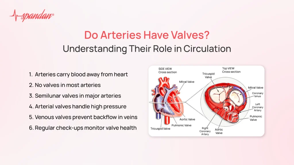 Do Arteries Have Valves? Understanding Their Role in Circulation
