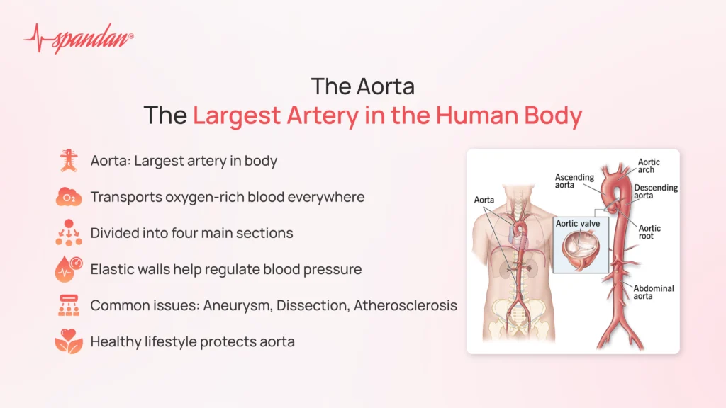 The Largest Artery in the Human Body: The Aorta